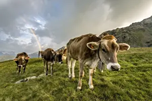Rainbow frames a herd of cows grazing in the green pastures of Campagneda Alp, Valmalenco