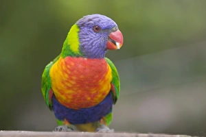 Rainbow lorikeet (Trichoglossus haematodus), Marramarang National Park