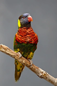 Images Dated 18th April 2009: Rainbow lorikeet (Trichoglossus haematodus) in captivity, Rio Grande Zoo
