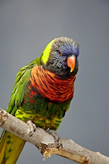 Images Dated 18th April 2009: Rainbow lorikeet (Trichoglossus haematodus) in captivity, Rio Grande Zoo