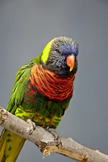 Rainbow lorikeet (Trichoglossus haematodus) in captivity, Rio Grande Zoo