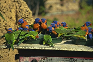 Birds Prints: Rainbow lorikeets, Northern Territory, Australia, Pacific