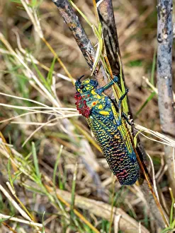 Bright Prints: Rainbow milkweed locust observed in natural habitat in Madagascar during daytime on dry vegetation in Anja Community