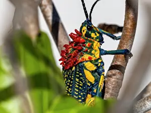 Entomology Prints: Rainbow milkweed locust sits on a branch in Madagascar