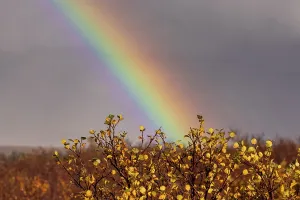 Thingvellir Prints: Rainbow shines over autumn landscape in Thingvellir National Park in Iceland after rain