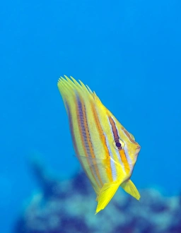 Rainfords Butterflyfish (Chaetodon rainfordi), Cairns, Queensland, Australia, Pacific