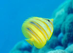 Stripe Prints: Rainfords Butterflyfish (Chaetodon rainfordi), Cairns, Queensland, Australia, Pacific