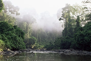 Malaysian Prints: Rainforest