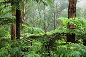 Images Dated 24th December 2007: Rainforest, Bunyip State Park, Victoria, Australia, Pacific