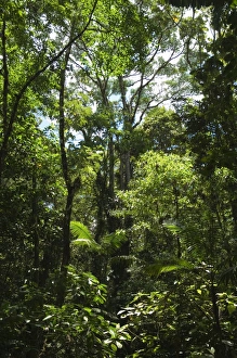 Dense Prints: Rainforest canopy in Arenal Hanging Bridges park, Arenal, Costa Rica