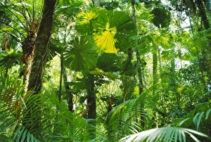Cape Tribulation Prints: Rainforest canopy, Cape Tribulation National Park, Queensland, Australia