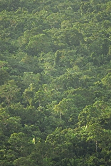 Rainforest canopy of the Cockscomb Basin Sanctuary, Belize, Central America