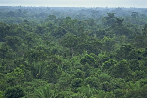 Rain Forest Prints: Rainforest canopy of the Machaca Forest Reserve, Belize, Central America