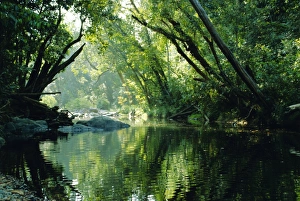 Rainforest, Cape Tribulation National Park, Queensland, Australia