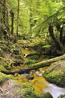 Images Dated 15th January 2009: Rainforest creek, Mount Donna Buang, Yarra Ranges National Park, Victoria