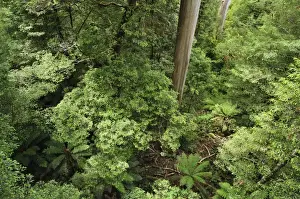 Rain Forest Prints: Rainforest, Mount Donna Buang, Yarra Ranges National Park, Victoria, Australia, Pacific