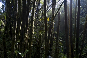 Rain Forest Prints: Rainforest near Akaka Falls
