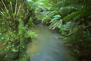 Rainforest, Otway National Park, Victoria, Australia, Pacific