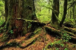 Images Dated 18th October 2009: Rainforest, Pacific Rim National Park, Vancouver Island, British Columbia
