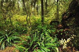 Images Dated 18th October 2009: Rainforest, Pacific Rim National Park, Vancouver Island, British Columbia