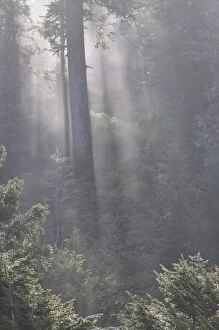 Images Dated 19th October 2009: Rainforest, Pacific Rim National Park, Vancouver Island, British Columbia