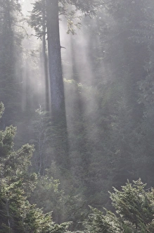 Images Dated 19th October 2009: Rainforest, Pacific Rim National Park, Vancouver Island, British Columbia