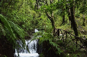 Cascading Prints: Rainforest, Queimadas, Madeira, Portugal, Atlantic Ocean, Europe