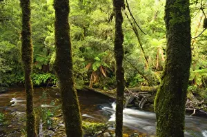 Hole Prints: Rainforest and Surprise River, Franklin-Gordon Wild Rivers National Park