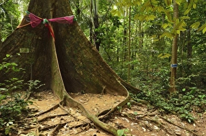 Rain Forest Prints: Rainforest, Tiger Cave Temple (Wat Tham Suea)