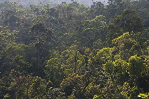 Queensland Prints: Rainforest in Tully Gorge National Park