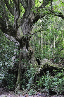 Rainforest, Turangi Valley, Rarotonga, Cook Islands, South Pacific Ocean, Pacific Rainforest, Turangi Valley, Rarotonga, Cook Islands, South Pacific Ocean, Pacific
