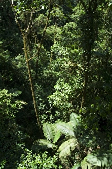 Rainforest vegetation, Hanging Bridges walk, Arenal, Costa Rica, Central America Rainforest vegetation, Hanging Bridges walk, Arenal, Costa Rica, Central America