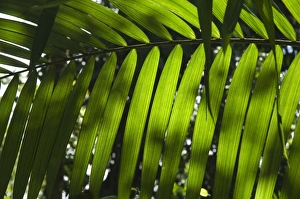 Fern Prints: Rainforest vegitation, Hanging Bridges walk, Arenal, Costa Rica