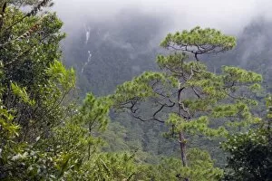 Images Dated 6th December 2010: Rainforest waterfall in Parque Nacional Montana de Celaque, Gracias, Honduras
