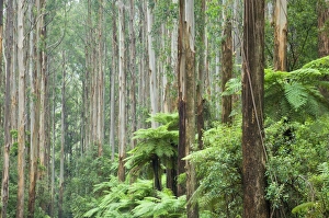 Rain Forest Prints: Rainforest, Yarra Ranges National Park, Victoria, Australia, Pacific