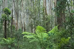 Images Dated 30th December 2007: Rainforest, Yarra Ranges National Park, Victoria, Australia, Pacific