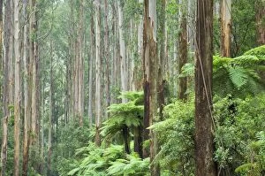 Wood Collection: Rainforest, Yarra Ranges National Park, Victoria, Australia, Pacific