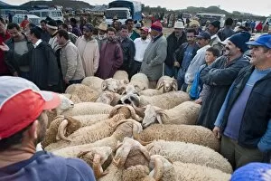 Ram auction, livestock market, Tetouan, Morocco, North Africa, Africa