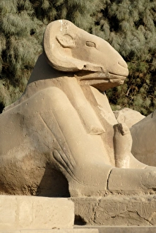 Sphinxes Prints: Ram headed sphinx, Temple of Karnak, near Luxor, Thebes, UNESCO World Heritage Site