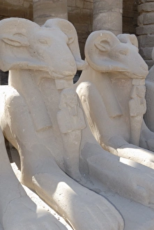 Sphinxes Prints: Ram headed sphinxes, Temple of Karnak, near Luxor, Thebes, UNESCO World Heritage Site