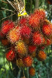 Rambutan fruit, Melaka (Malacca), Melaka State, Malaysia, Southeast Asia, Asia