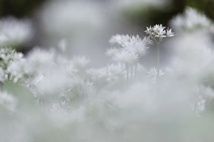 White Colour Prints: Ramsons (Allium ursinum) flowering mass, growing in coppice woodland habitat, Kent