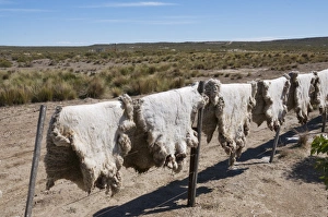 Ranch of La Elvira, Valdes Peninsula, Patagonia, Argentina, South America