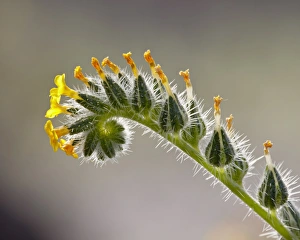 Ranchers Fireweed (Devils Lettuce) (Common Fiddleneck) (Ranchers Fiddleneck) Ranchers Fireweed (Devils Lettuce) (Common Fiddleneck) (Ranchers Fiddleneck)