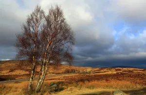 Birch Prints: Rannoch Moor, northern Scotland