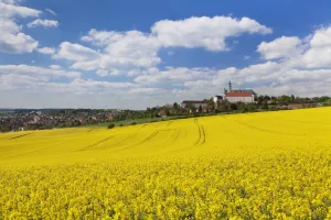 Swabian Alb Prints: Rape field and Benedictine Abbey