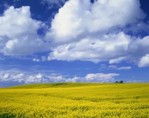 Oil Seed Rape Prints: Rape field and blue sky with white clouds