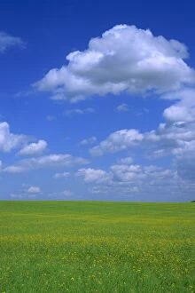Herefordshire Collection: Rape field with blue sky and white clouds, Herefordshire, England, United Kingdom, Europe