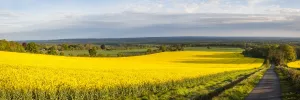 Surrey Prints: Rape field, Guildford, Surrey, England, United Kingdom, Europe