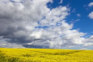 Perthshire Prints: Rape field, Rapeseed (Brassica napus), Perthshire, Scotland, United Kingdom, Europe